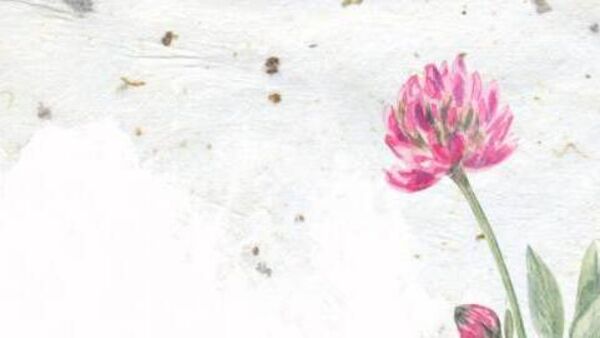 Field to fibre workshop in Waterford will focus on paper-making 
