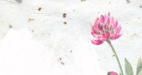 Field to fibre workshop in Waterford will focus on paper-making 