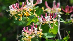 Green Fingers: Social climbers with lofty aspirations Green Fingers: Social climbers with lofty aspirations