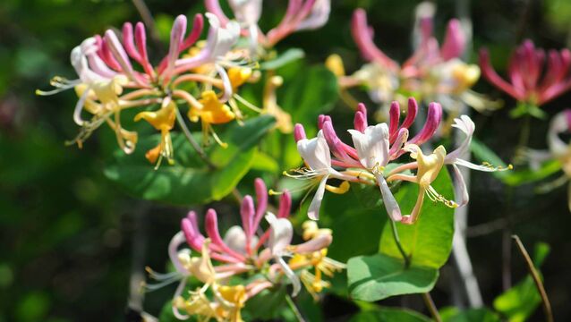<p>With the scented honeysuckle types the choice can be narrowed to ‘Serotina’ rose-purple and ‘Halliana’ with white and yellow flowers.</p>
