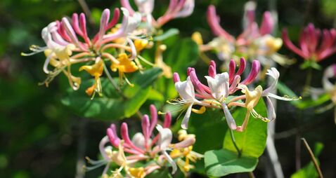 Green Fingers: Social climbers with lofty aspirations