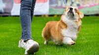 Fun dog show to take place in Waterford 