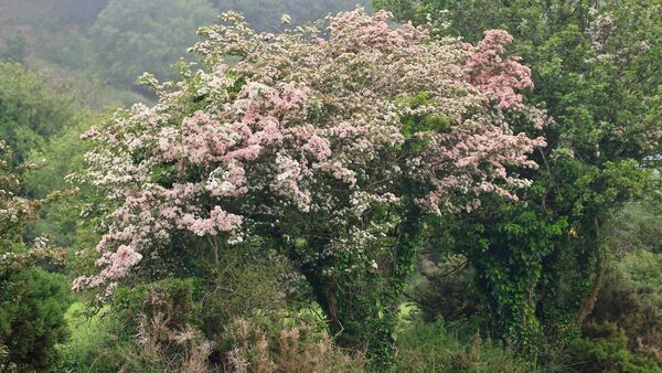 Catherine Drea: The Faery Tree