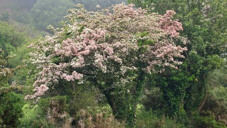 Catherine Drea: The Faery Tree