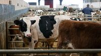 Farming: Latest results from the sales rings at Waterford's Dungarvan Mart 
