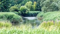Suspicion of sewage in Waterford river