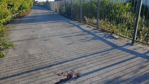 Waterford woman struck down by e-scooter