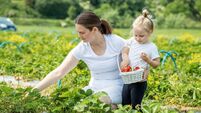 Minister Heydon and Minister Grealish announce €300,000 funding for Agri-Food Tourism projects
