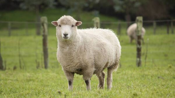 Gardaí investigate suspected dog attack on sheep in Waterford 