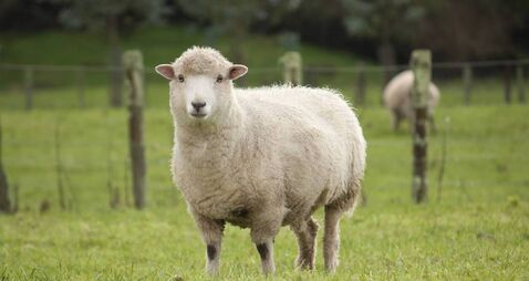 Gardaí investigate suspected dog attack on sheep in Waterford 