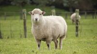 Gardaí investigate suspected dog attack on sheep in Waterford 