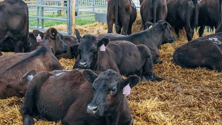 Farming: Latest results from Dungarvan Mart