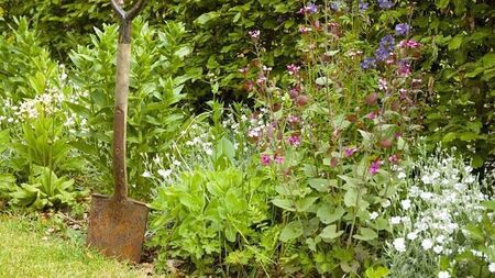 Green Fingers: The longest day in the garden
