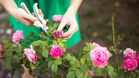 Green Fingers: April showers in June