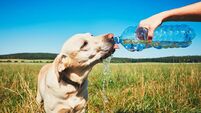 Waterford dog shelter urges public to give 'paws' for thought in hot weather