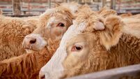 Farming: Latest results from Dungarvan Mart 