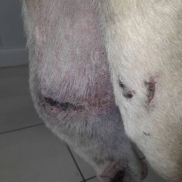 Lenny's injuries were severe necessitating amputation of his leg.