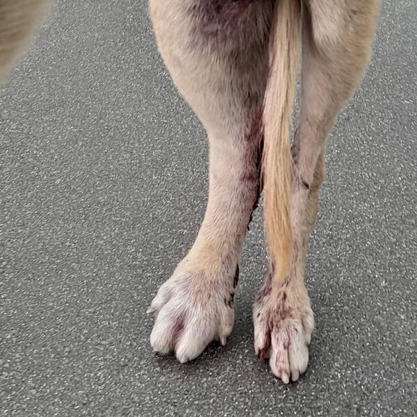 Lenny was seriously injured when found by a concerned member of the public 