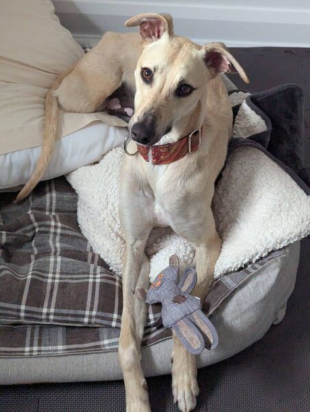 Lenny is now living the life he deserves in his new home.