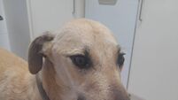 Seriously injured and abandoned 'Lenny', rescued in Waterford City, is thriving after leg amputation