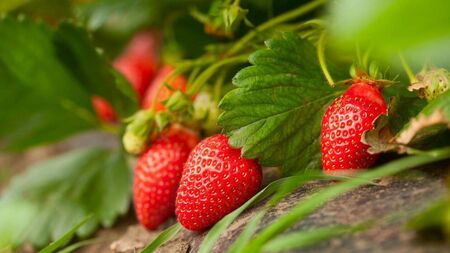 Green Fingers: Last dance for growing some food crops