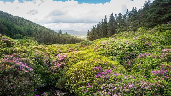 'It is a huge hazard' - call for safety measures on West Waterford scenic route