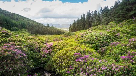 'It is a huge hazard' - call for safety measures on West Waterford scenic route