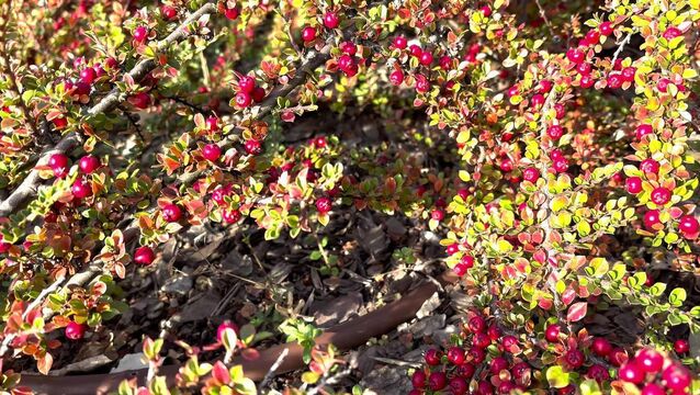 <p>Pyracantha is a particularly thorny shrub, the council hope can deter anti-social behaviour and dumping. Stock Image.</p>