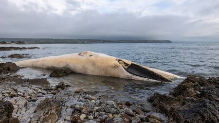 Water quality dip at Waterford beach was due to faecal bacteria not the dead whale