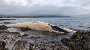 Water quality dip at Waterford beach was due to faecal bacteria not the dead whale