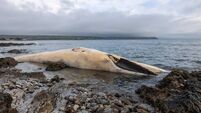 Water quality dip at Waterford beach was due to faecal bacteria not the dead whale