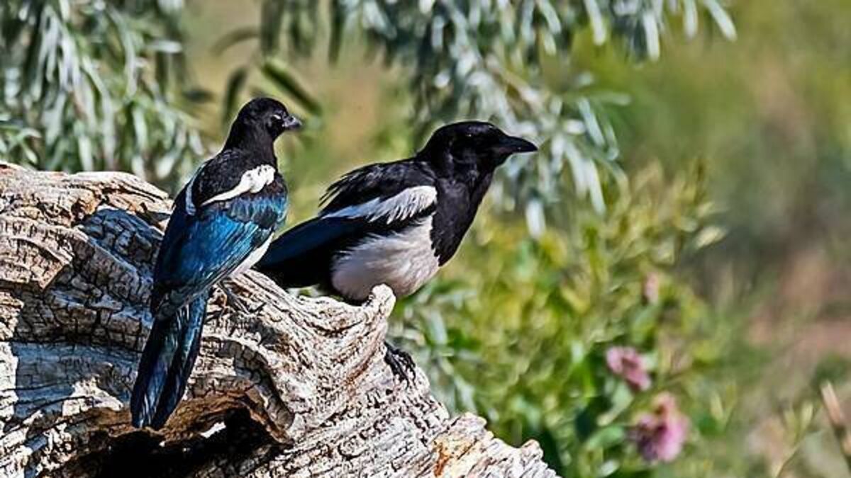 Burning ears, magpies, and the cure: Old Irish superstitions and remedies