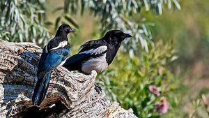 Burning ears, magpies, and the cure: Old Irish superstitions and remedies Burning ears, magpies, and the cure: Old Irish superstitions and remedies