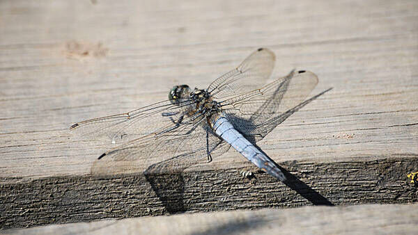 First recorded sighting of rare dragonfly in Belfast hailed by conservationists