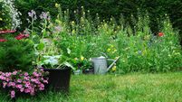 Green Fingers: Gardening on the wild side