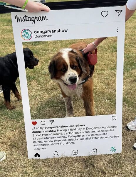 Selfie time for this dog, enjoying the day out at Dungarvan Show.