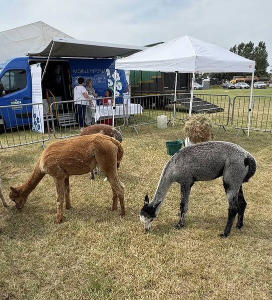 Some of the animals at Dungarvan Show.