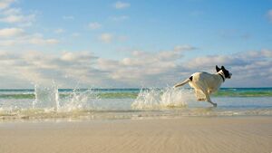 Waterford Council implement bathing season dog-free times on beaches