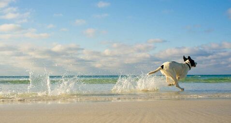Waterford Council implement bathing season dog-free times on beaches