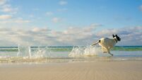 Waterford Council implement bathing season dog-free times on beaches
