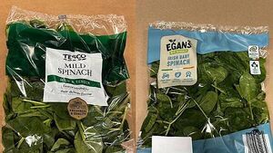 Some Supervalu and Tesco salad products recalled after Listeria detected Some Supervalu and Tesco salad products recalled after Listeria detected