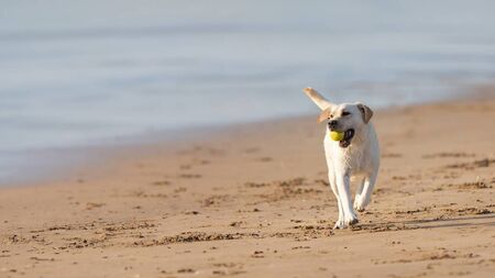 Should dogs be allowed on beaches?