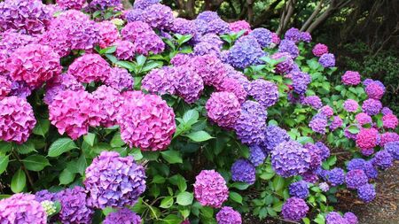 Green Fingers: Mopheads and lacecaps are star performers