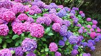 Green Fingers: Mopheads and lacecaps are star performers
