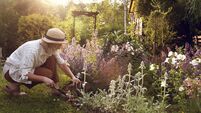 Green Fingers: Exploding a few myths in a world of fake news