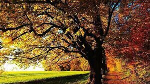 Poll: Is August the start of autumn or the last month of summer? Poll: Is August the start of autumn or the last month of summer?