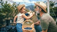 Green Fingers: Our love of blueberries has an Irish connection