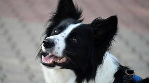 Fed up Donegal GAA club installs CCTV to catch dogs pooping on their pitches Fed up Donegal GAA club installs CCTV to catch dogs pooping on their pitches