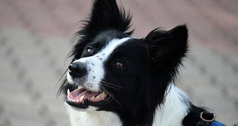 Fed up Donegal GAA club installs CCTV to catch dogs pooping on their pitches Fed up Donegal GAA club installs CCTV to catch dogs pooping on their pitches
