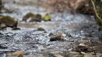 Search on for small creatures in Waterford